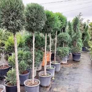 Vindem Plante Ornamentale Tuia, Buxus,Pampas, Artar japonez, Leylandii