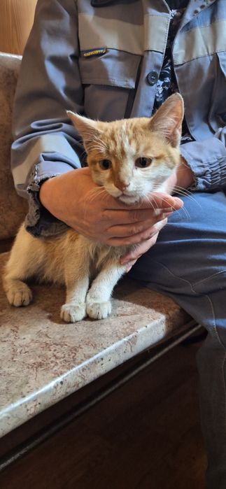 Красавчик котик ищет дом