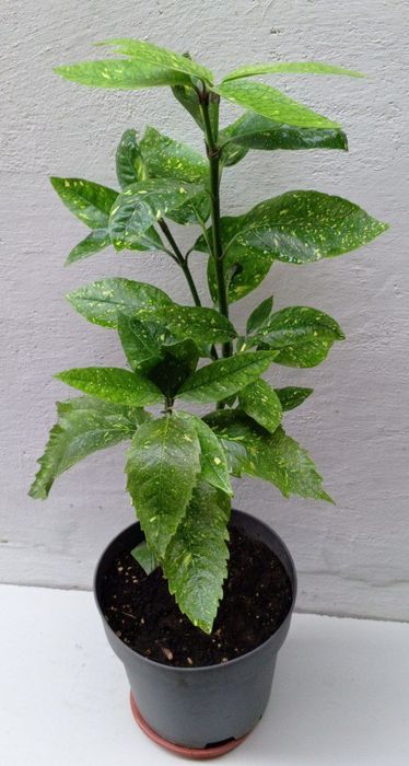 Аукуба японская (Aucuba japonica) или "Золотое дерево". Цветы для дома