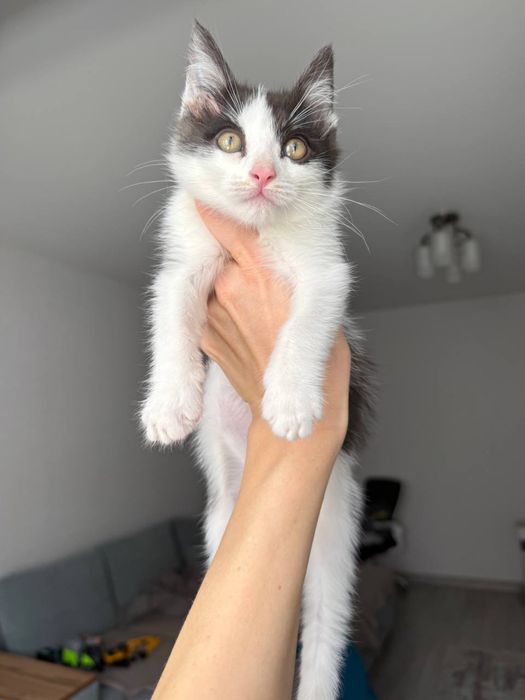 Очаровательный котёнок ищет любящую семью (мальчик)