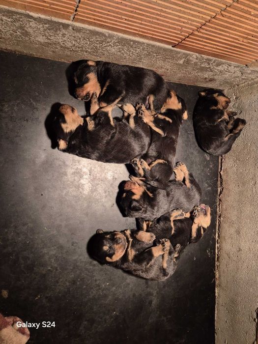 Новородени ротвайлери