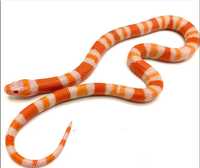 Хондураска млечна змия Albino Tangerine