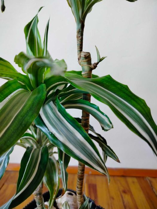 Финикова палма, Драцена, Шефлера, Сансевиера, Амарилис