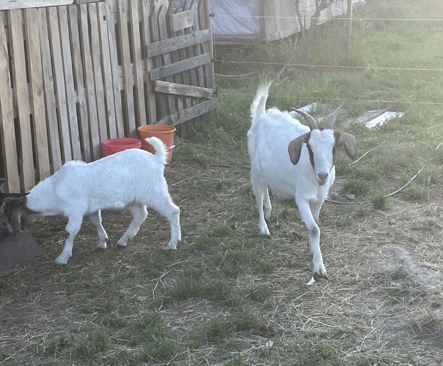 Vand capre de carne -rasa Boer încrucisată cu Carpatina