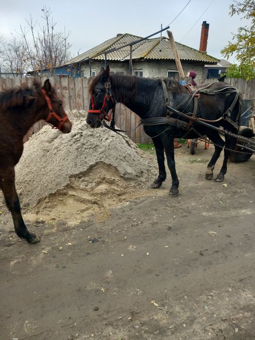 Vând iapa în vârstă de 11 ani și manz de 6 luni
