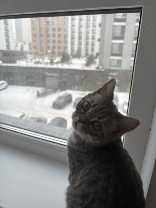 продается котенок СРОЧНО