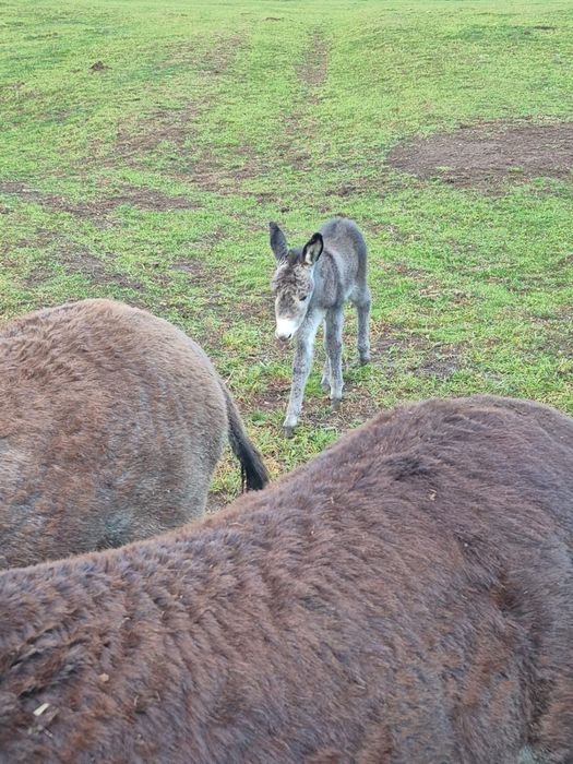 Magarita de vanzare cu pui