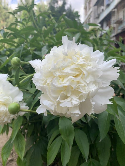 Пион гул кучати сотилади