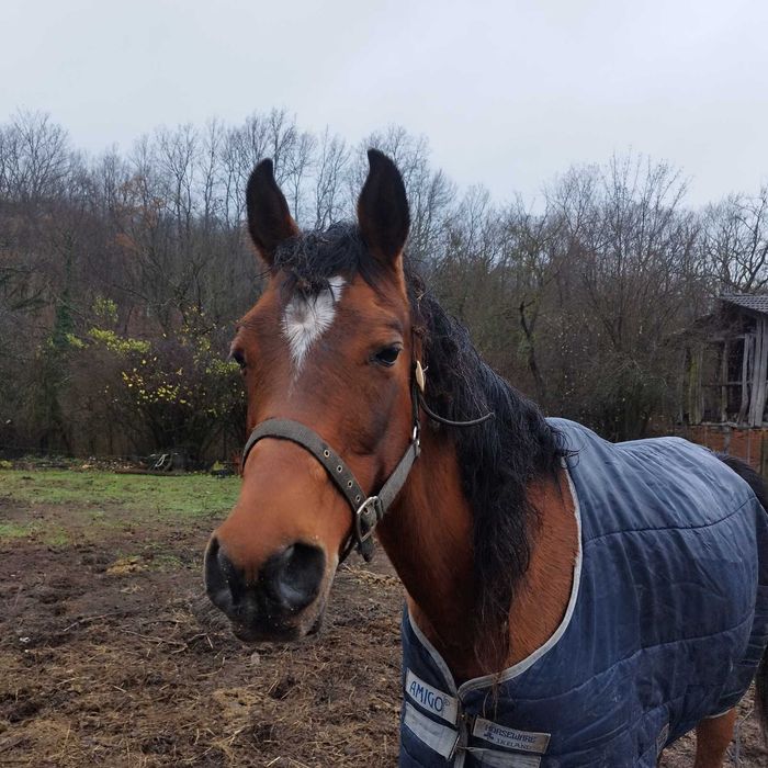 Одела за коне водоустойчиви