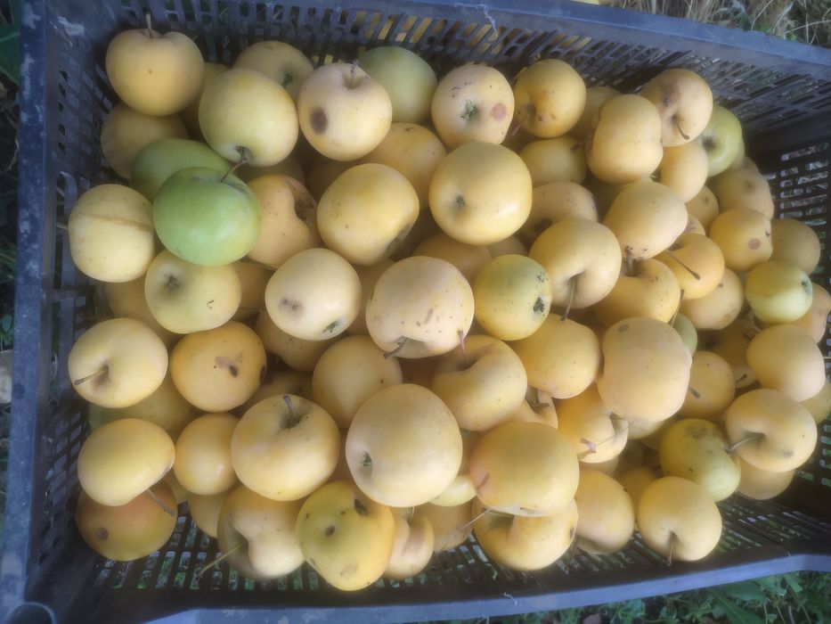 Продам яблочки с огорода.