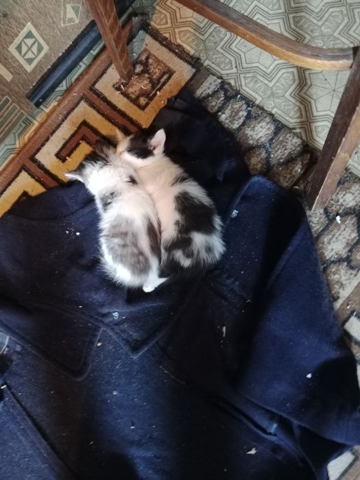 Отдам бесплатно котиков