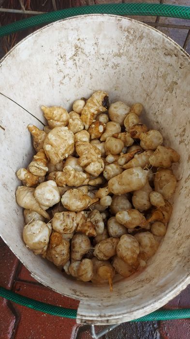 Napi Topinambur Marul de pamant  Anghinare de Ierusalim