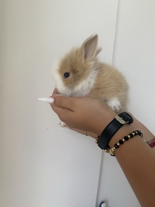 iepurasi pitici o luna fete/baieti