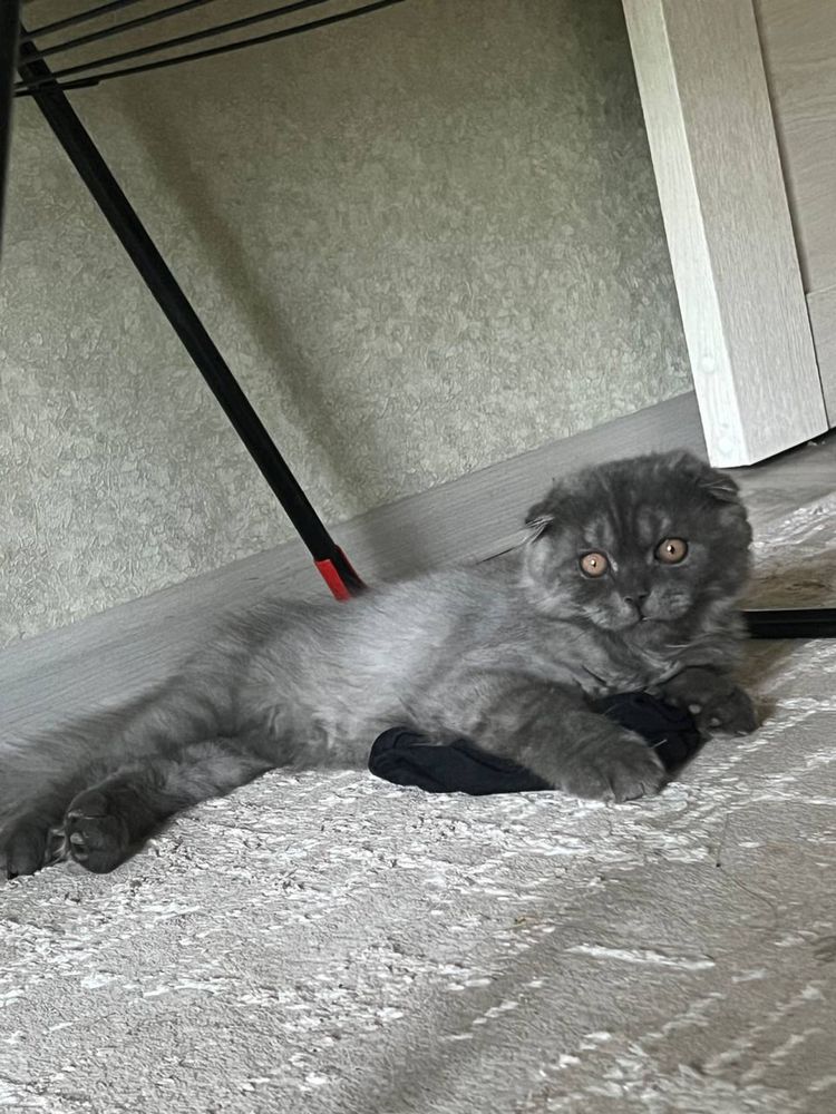 scottish fold кошка