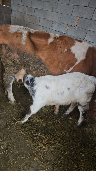 Vând vacă cu vitel