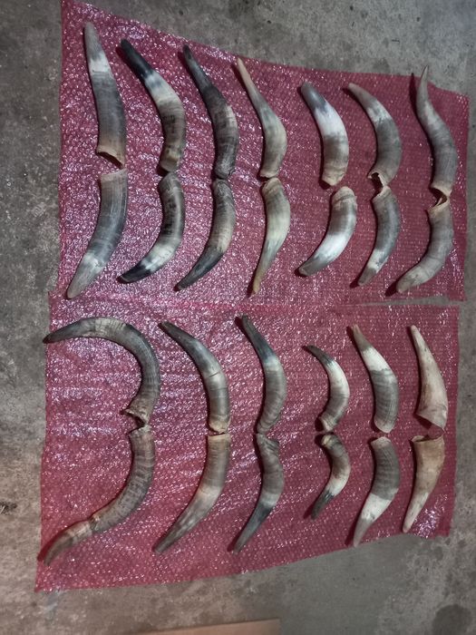 Decorațiuni coarne  pentru măști