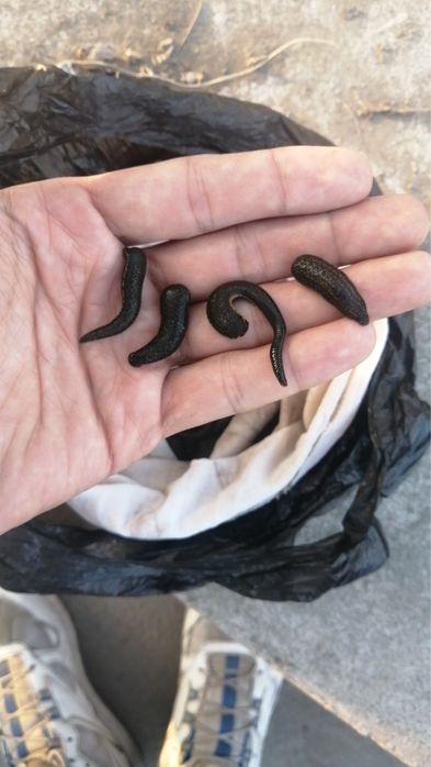 Zluk sotiladi dona optom