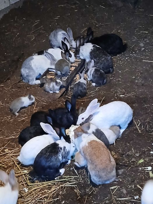 Vand iepurasi de casa