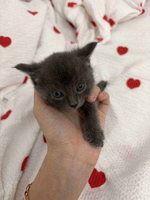 Британские котята