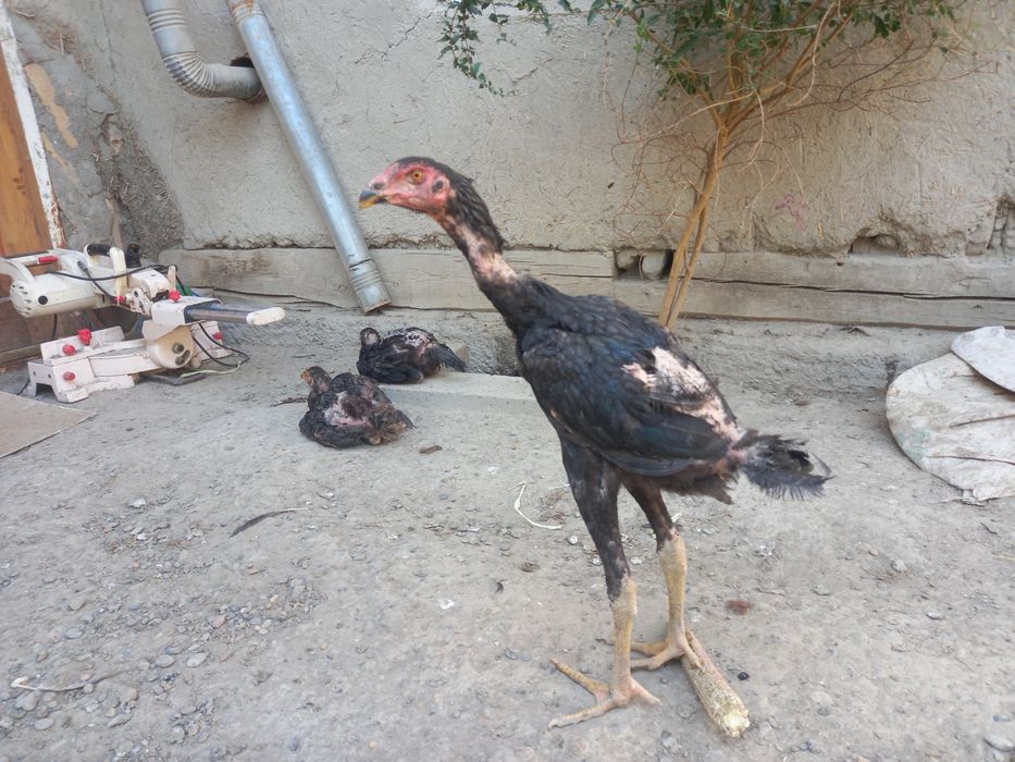 Продаются курицы