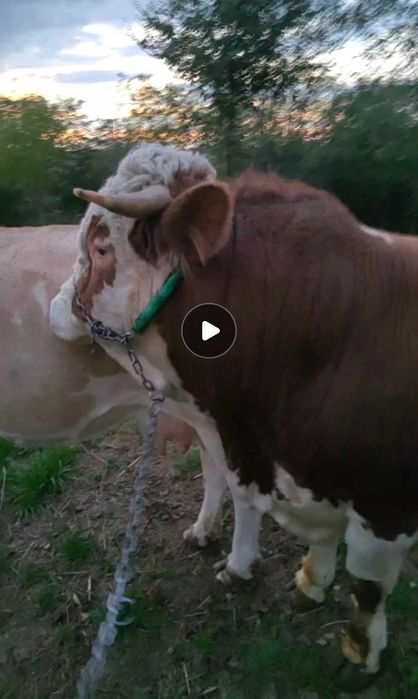 Taur baltat romanesc