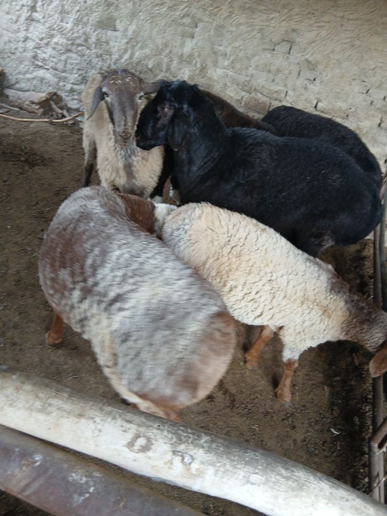 Qo'chqorlar sotiladi. Suyib ham beriladi. Navoiy