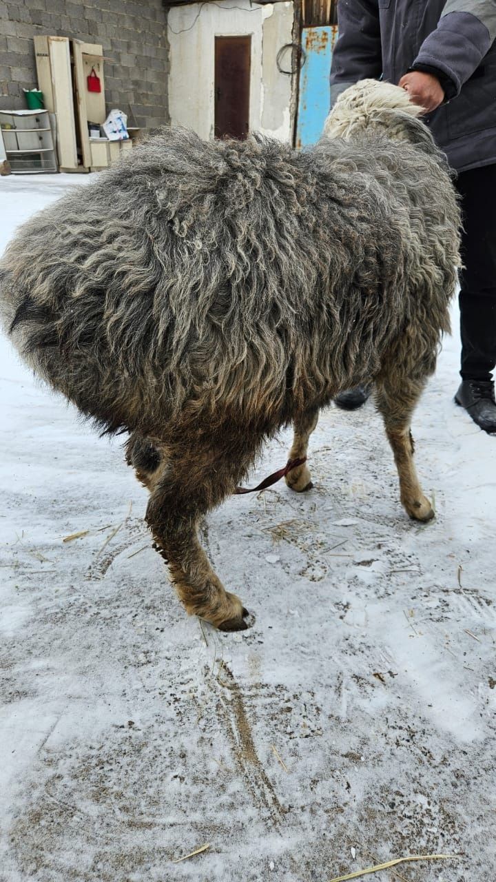 Кошкар  сатам семиз