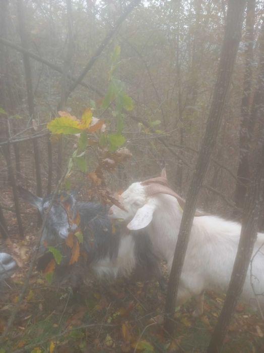 Capre de vânzare com. Dognecea