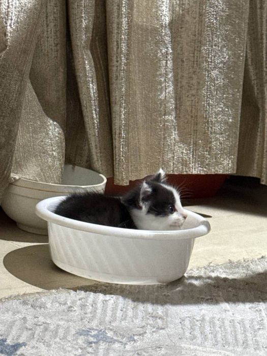 Котенок ищет дом!