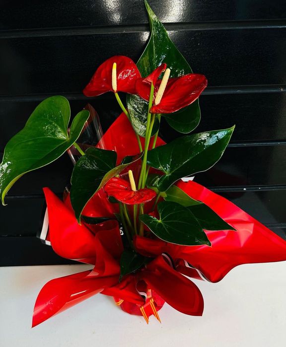 Комнатные растения. Оптом и в розницу.