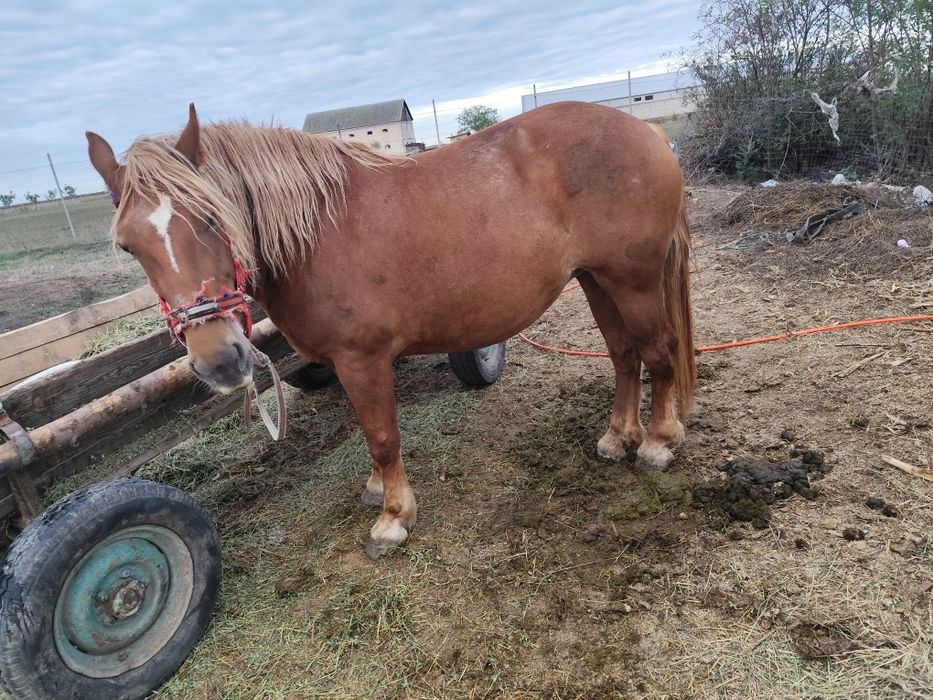 Iapa 5ani buna de Ham