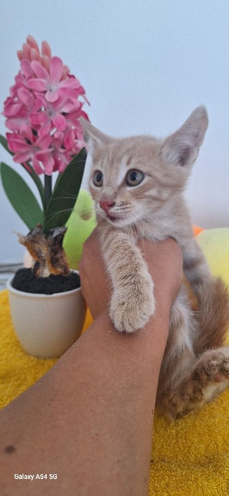 В добрые руки кошка
