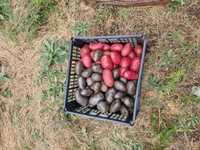 Картофи лилави за семе и консумация