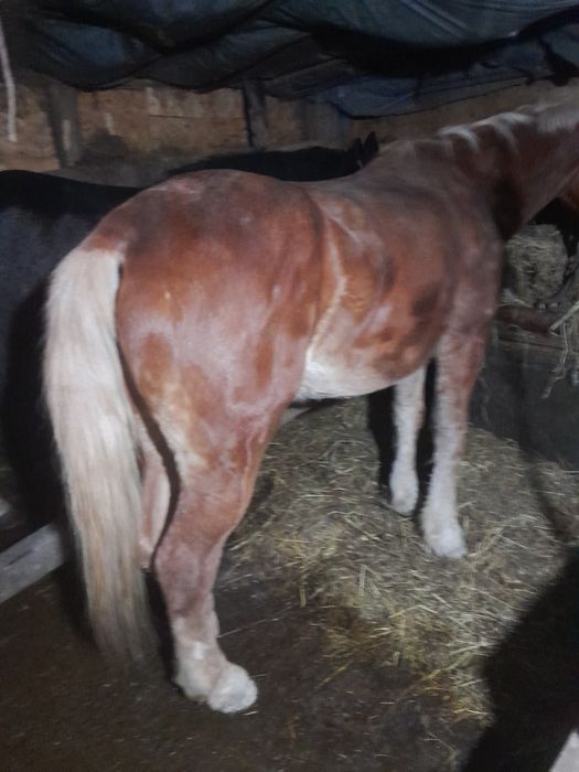 Vând iapa  de 7 ani