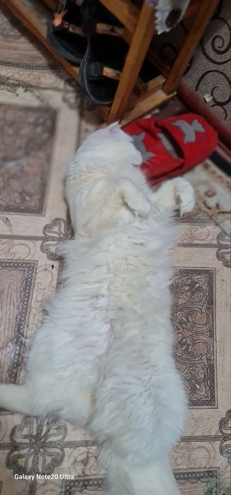 Oppoq aqilli qimmat muzhyk