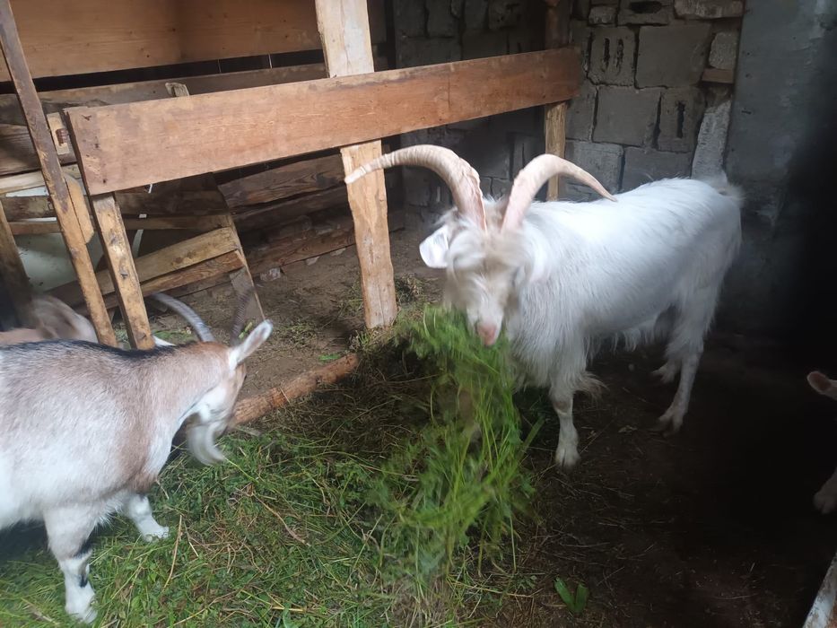 Capre saanen metish un țap 3 capri disponibile
