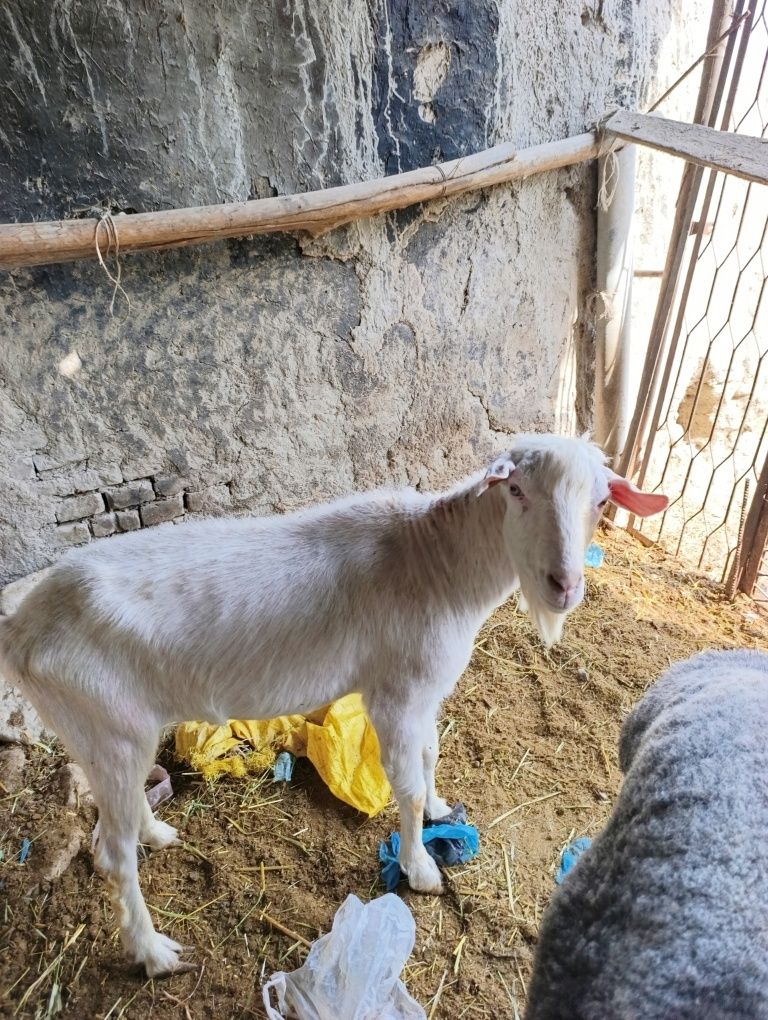 Echki taka sotiladi zotuchun rasiski