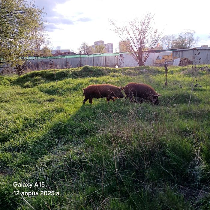 Продавам прасета дюрок