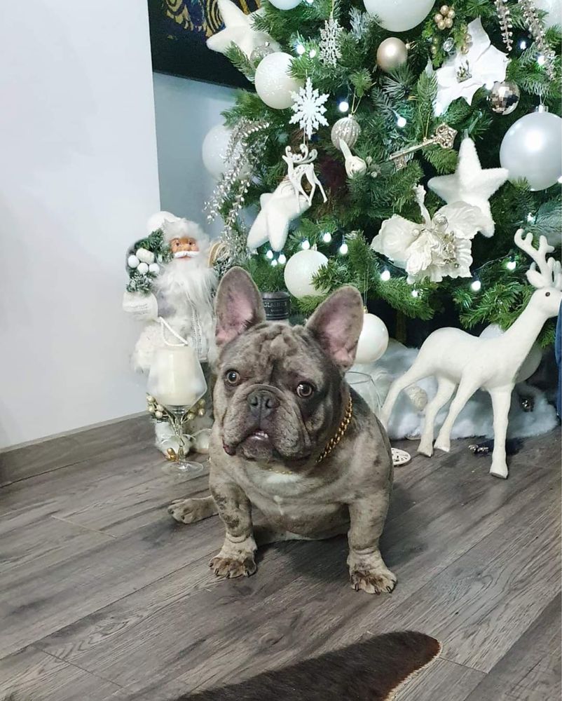 Bulldog francez merle