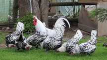 Ouă marans araucana sebringht appenzeller