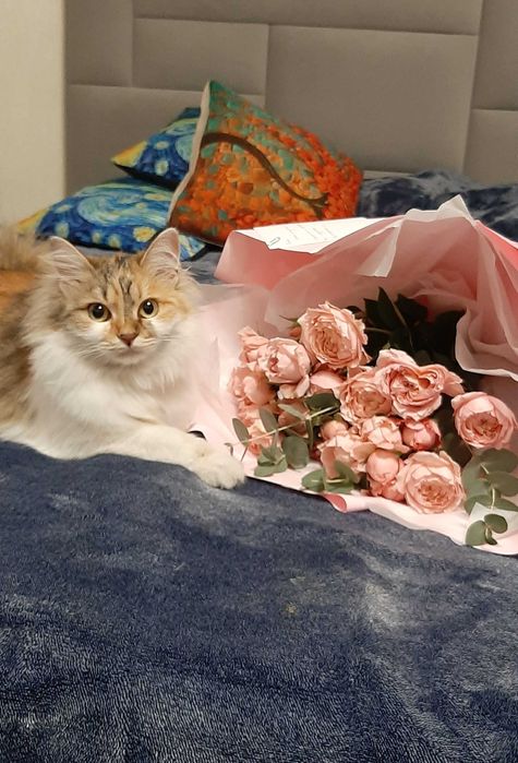 Потерялась кошка