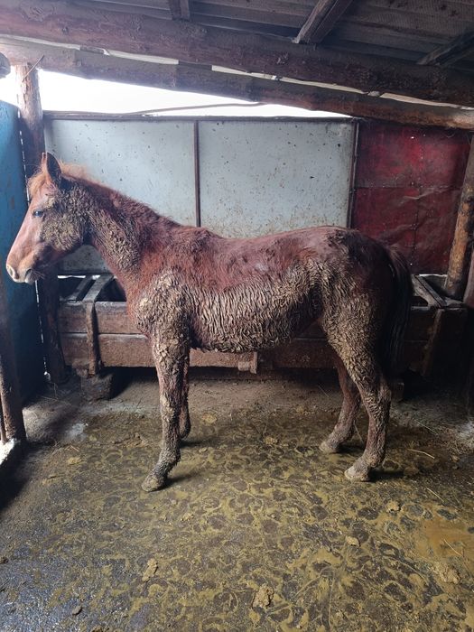 Байтал сатылады тукымга