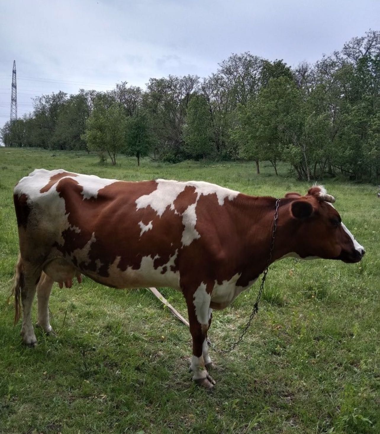 Продам дойную молочную Карову