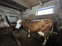 Vaca Balțată Germană