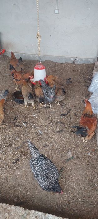 Продаю домашних курей