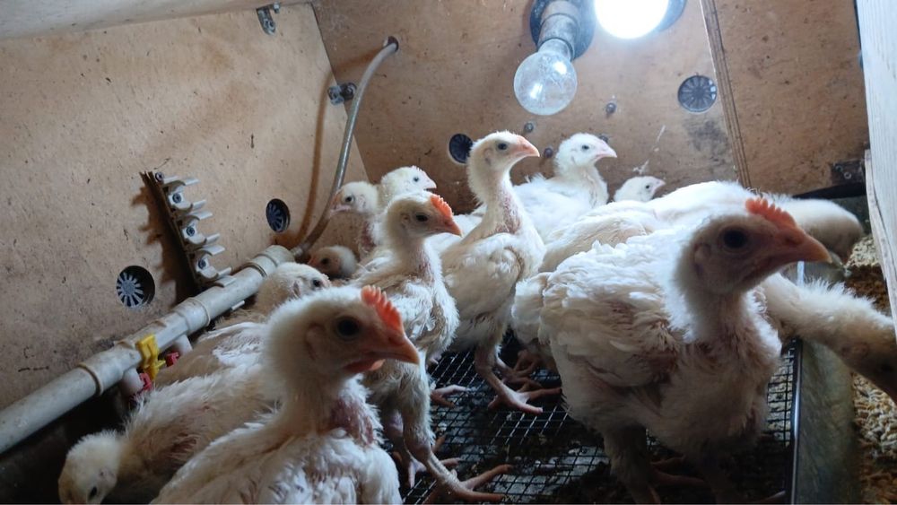 Куры Бролеры цыпляты