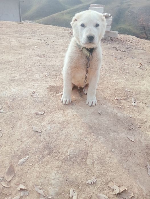 Алабай кушик,1.5 айлык сатылады