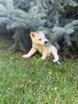 Akita Inu Japonez