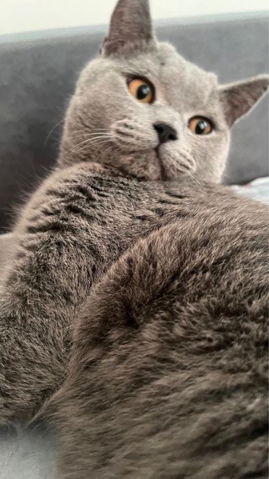 Кот породистый британский