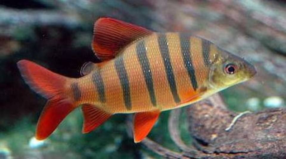 Продаётся рыбы срочно